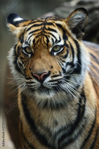 tiger look, tiger head