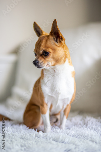 Chihuahua © martynanysk