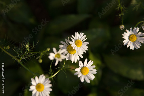 Beautiful white flowers texture photo