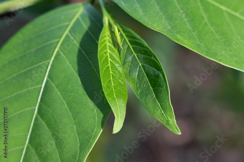 young green leaf   photo