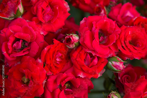 Beautiful red roses texture photo