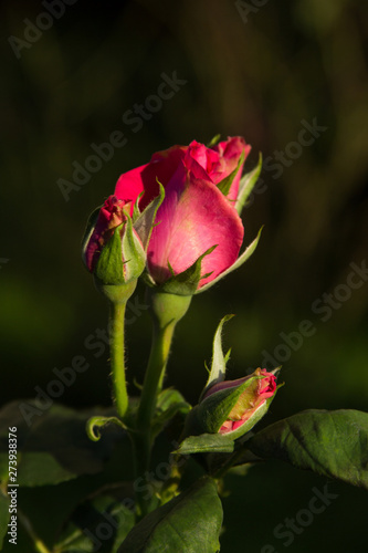 Beautiful pink roses photo for text