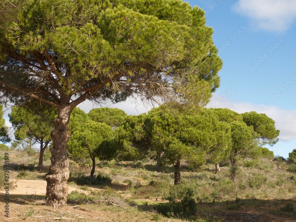 Forest of pine trees at praia da Falesia in Albufeira at the Algarve coast of Portugal Forest of pine trees at praia da Falesia in Albufeira at the Algarve coast of Portugal