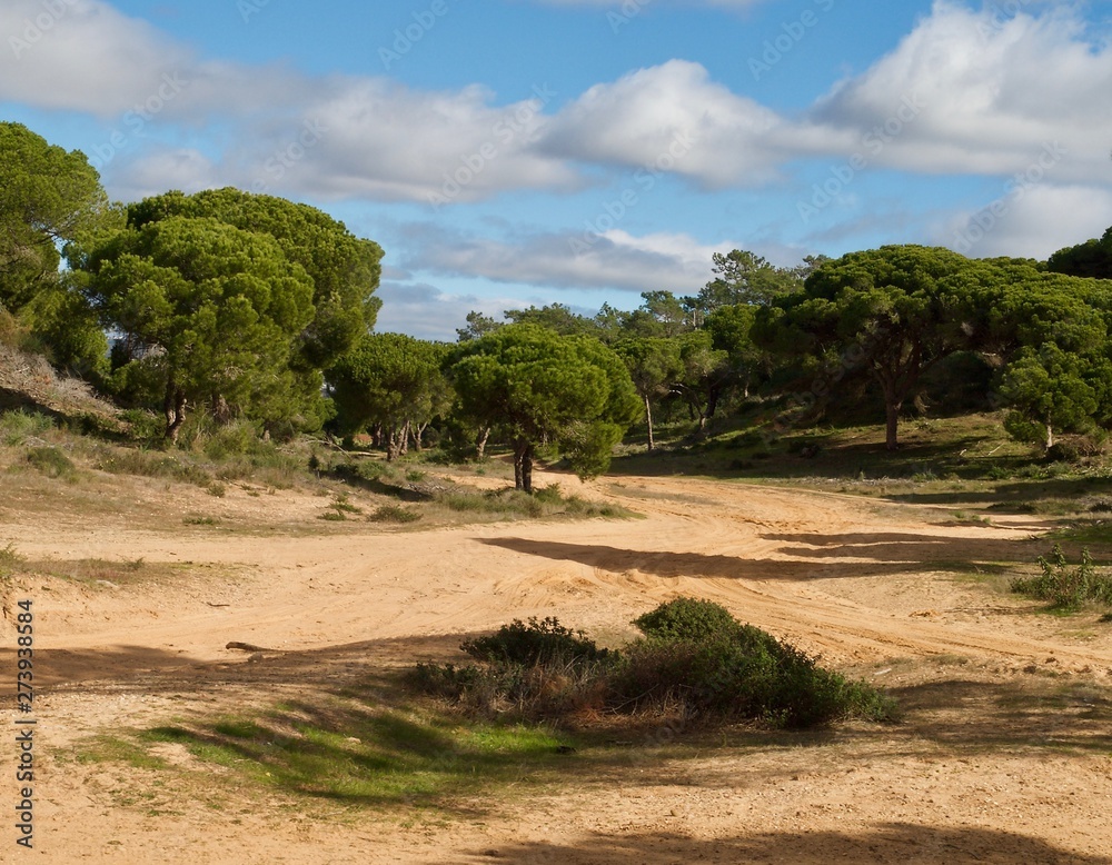 Fototapeta premium Forest of pine trees at praia da Falesia in Albufeira at the Algarve coast of Portugal
