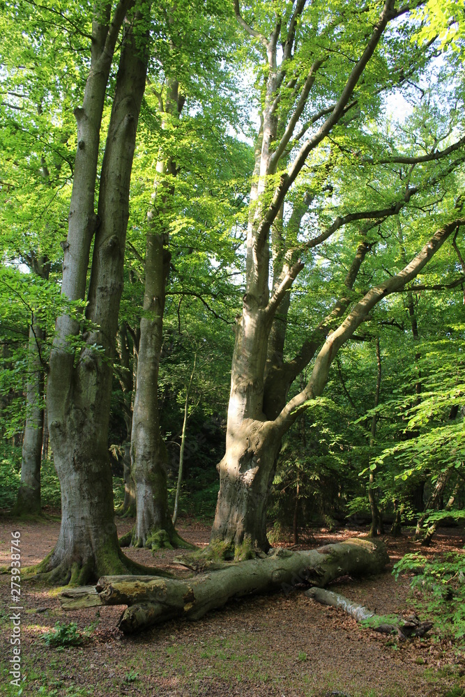Fototapeta premium Darßwald