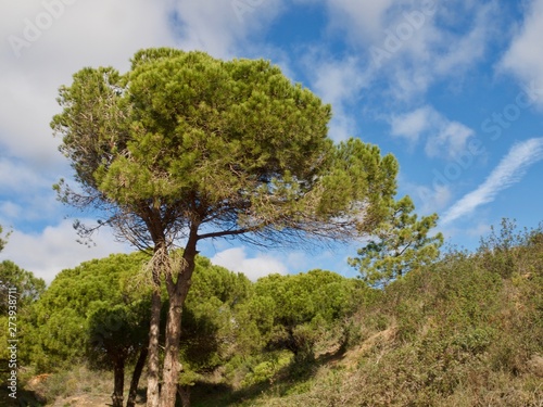Forest of pine trees at praia da Falesia in Albufeira at the Algarve coast of Portugal
