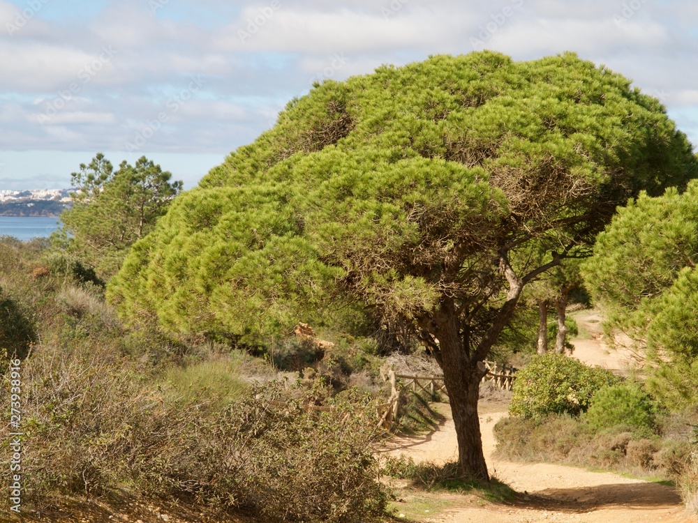 Fototapeta premium Forest of pine trees at praia da Falesia in Albufeira at the Algarve coast of Portugal