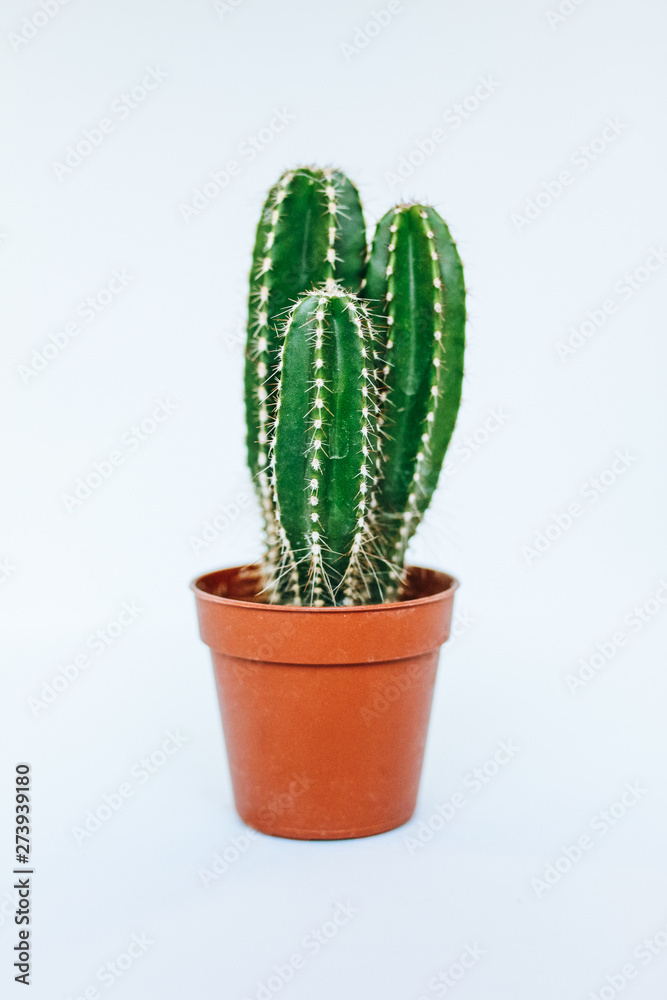 Small Mexican Fencepost Cactus with 3 stems in an orange flower pot isolated against white background Small Mexican Fencepost Cactus with 3 stems in an orange flower pot isolated against white background