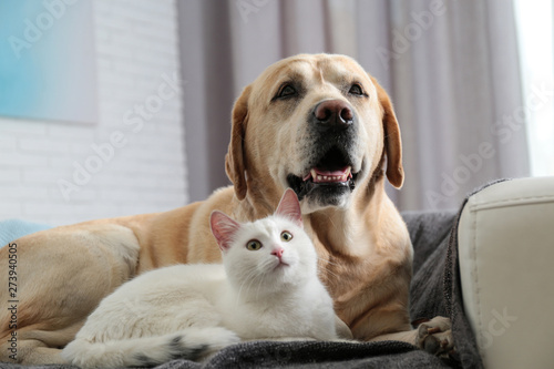 Adorable dog and cat together on sofa indoors. Friends forever © New Africa