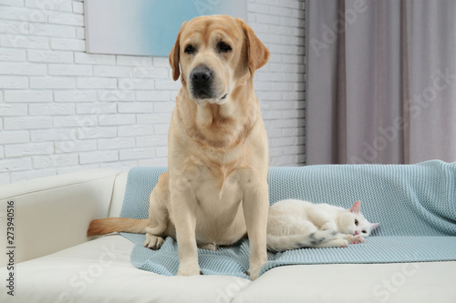 Fototapeta Naklejka Na Ścianę i Meble -  Adorable dog and cat together on sofa indoors. Friends forever