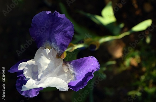   ris. Purple flower  beautiful  out of my garden 