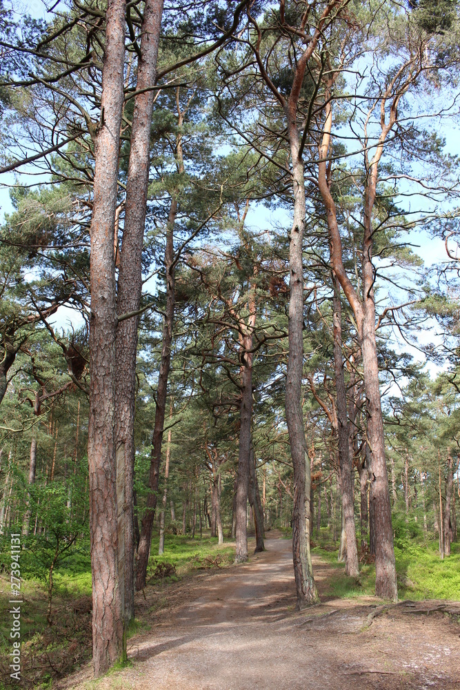 Fototapeta premium Darßwald