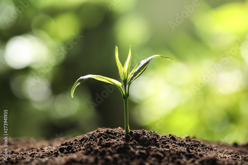 Young plant in fertile soil on blurred background, space for text. Gardening time