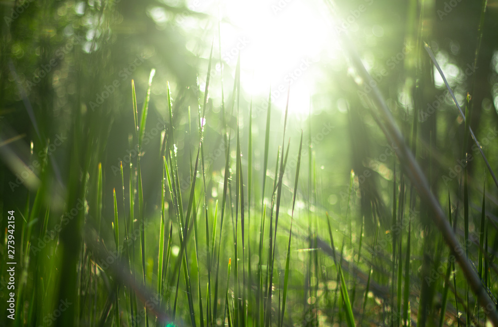 green grass in the rays of sunlight, glare, natural background.