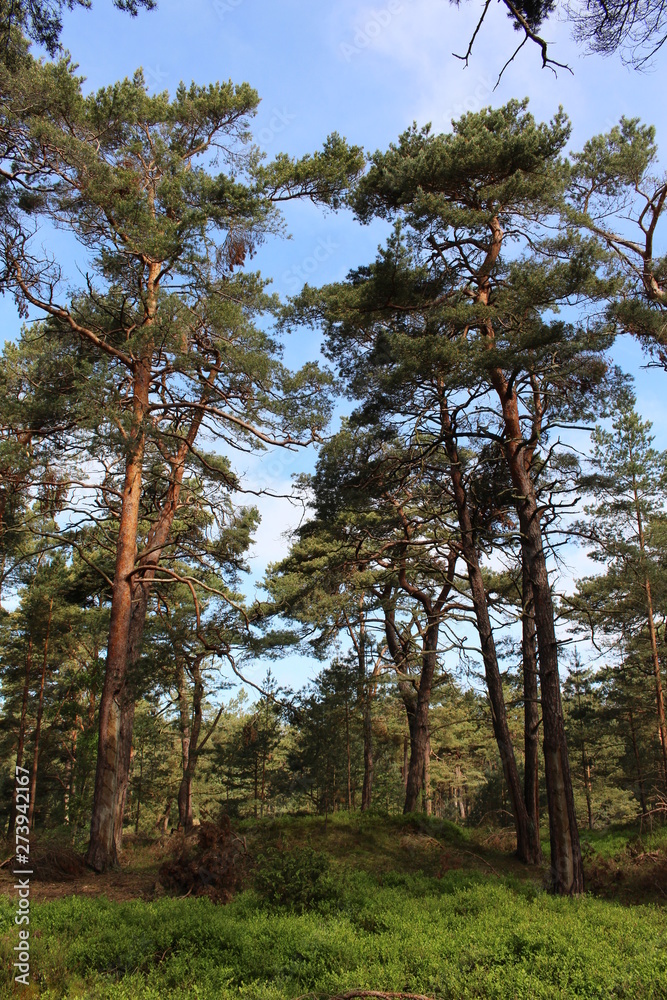 Fototapeta premium Darßwald