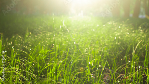 green grass in the rays of sunlight, glare, natural background.