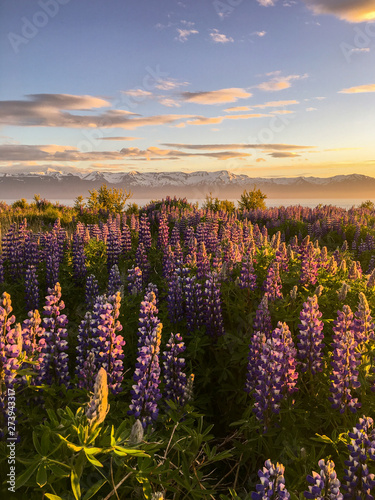 Blooming violet/purple Lupine flowers and snow covered mountains on background while sunset. Scenic panorama view of Icelandic landscape. Húsavík, North Iceland.