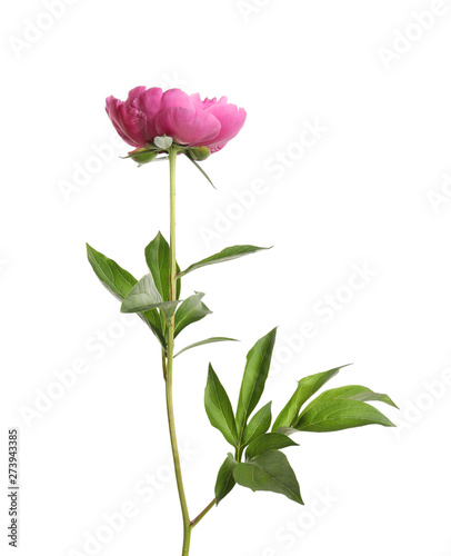 Beautiful fresh peony flower with leaves on white background