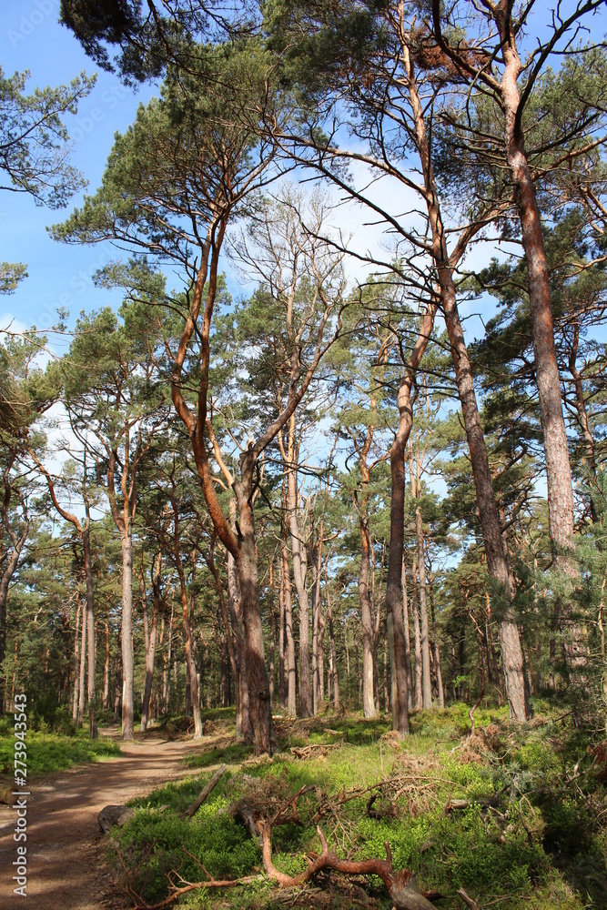 Darßwald Darßwald