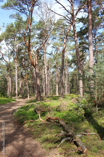 Darßwald photo