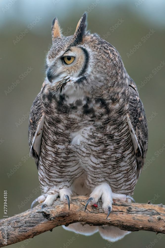 Obraz premium Great Horned Owl Sitting On Perch In Southern Arizona