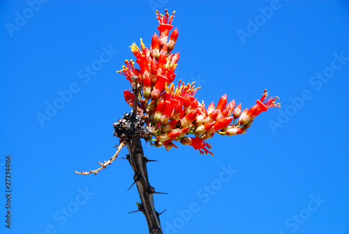 blooming ocotillo plant isolated against blue sky photo
