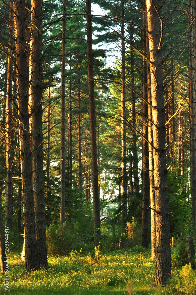 Obraz premium wild nature