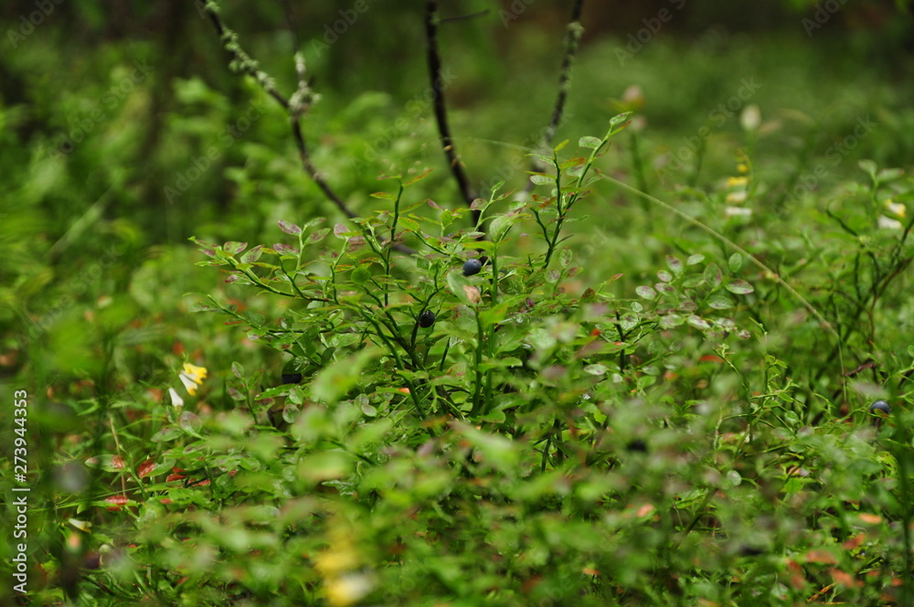 wild nature wild nature