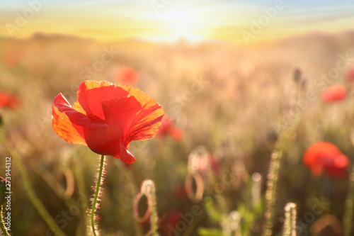 Beautiful blooming red poppy flower in field at sunset  closeup. Space for text