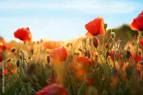 Sunlit field of beautiful blooming red poppy flowers and blue sky photo