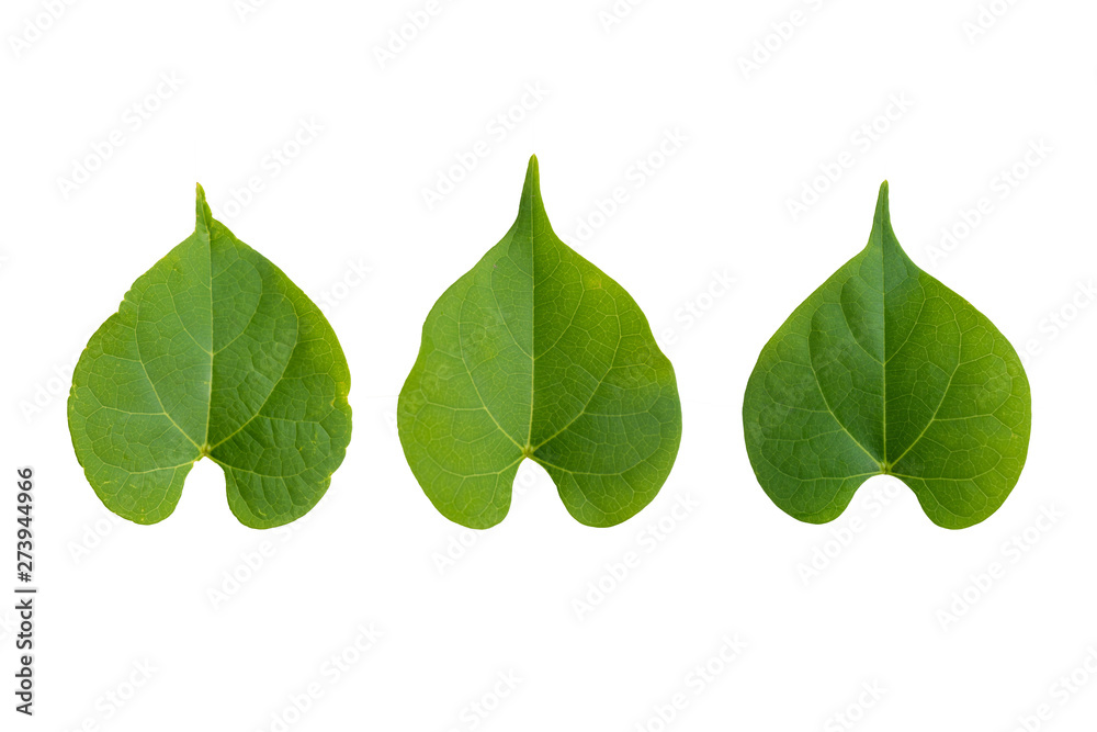 Isolate set of green Leaves.They are on white background. The collection of Leaves.Tropical leaves on Thailand. Photo concept nature and Isolate. Isolate set of green Leaves.They are on white background. The collection of Leaves.Tropical leaves on Thailand. Photo concept nature and Isolate.