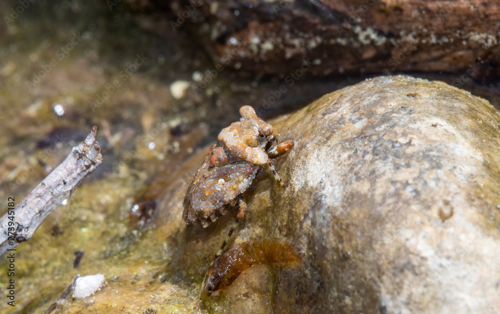 A Bug that Looks Like a Rock the Big-eyed Toad Bug (Gelastocoris oculatus) In a Lake Camouflaged to Look Like its Surroundings