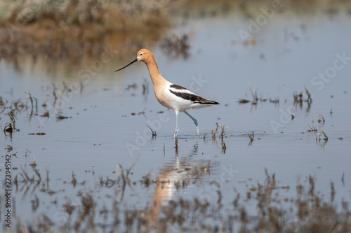 American Avocet (Recurvirostra americana) Walking in Shallow Weedy Water Hunting for Food