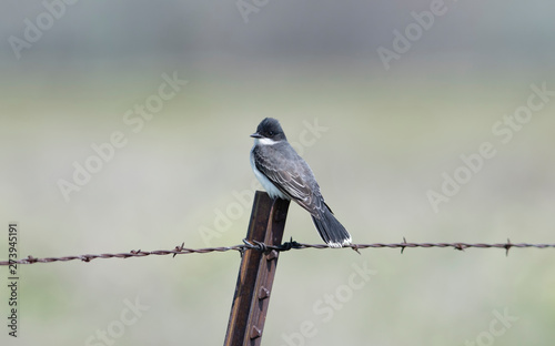 Eastern Kingbird (Tyrannus tyrannus) Perched on A Barbed Wire Fence in Eastern Colorado photo