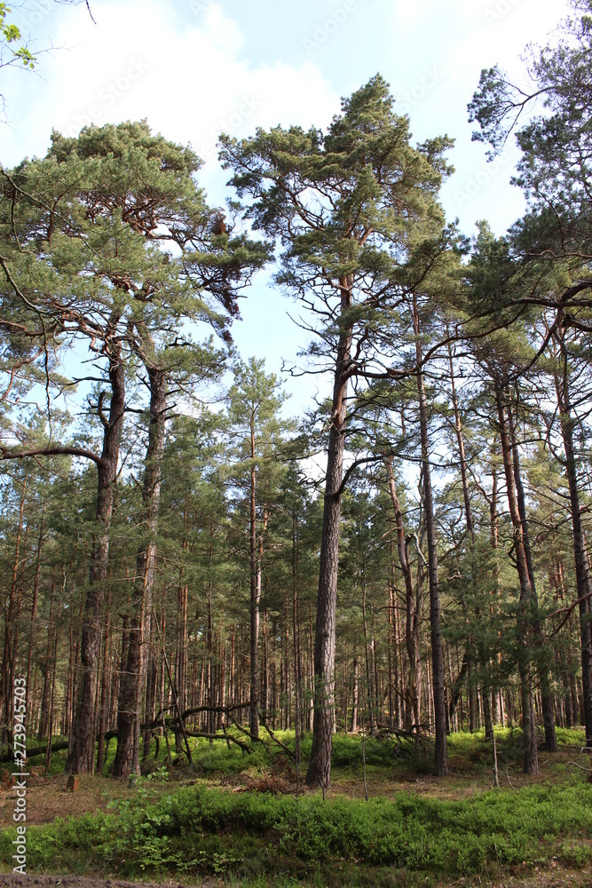 Darßwald Darßwald