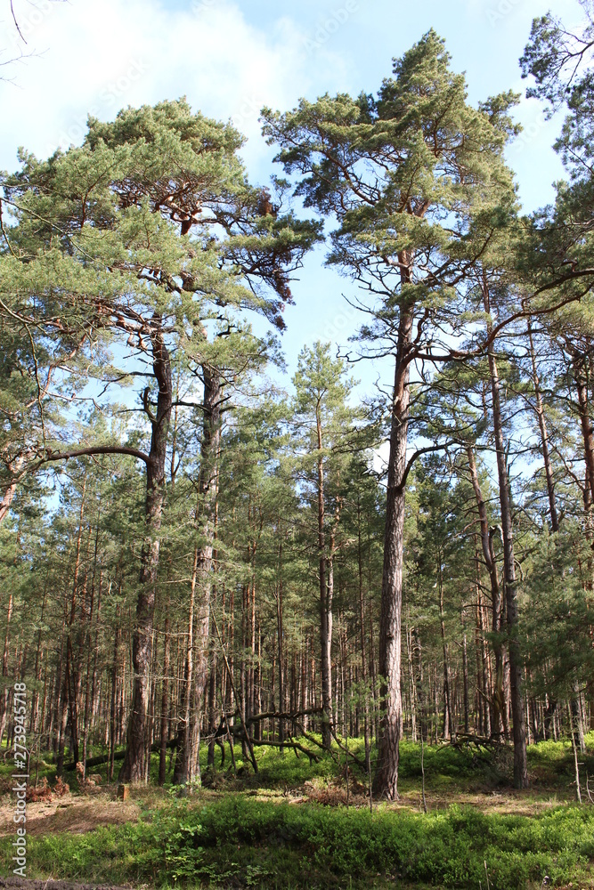 Fototapeta premium Darßwald