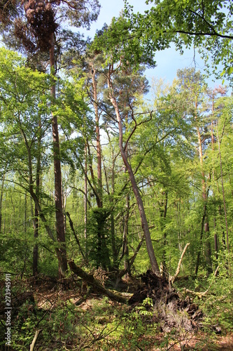 Darßwald