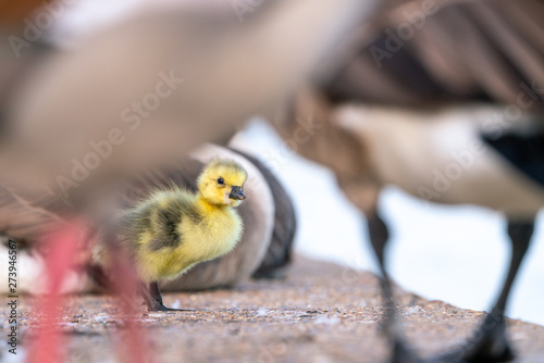 Canada Goose (Branta canadensis)