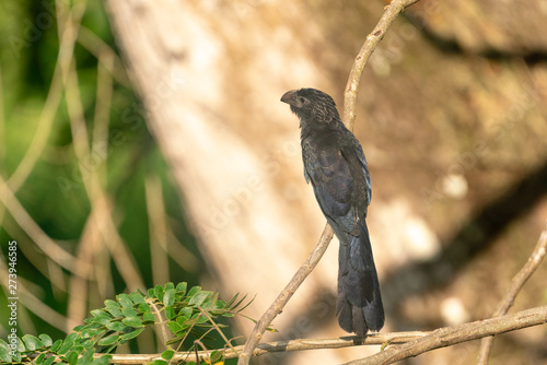 Smooth-billed Ani (Crotophaga ani) photo