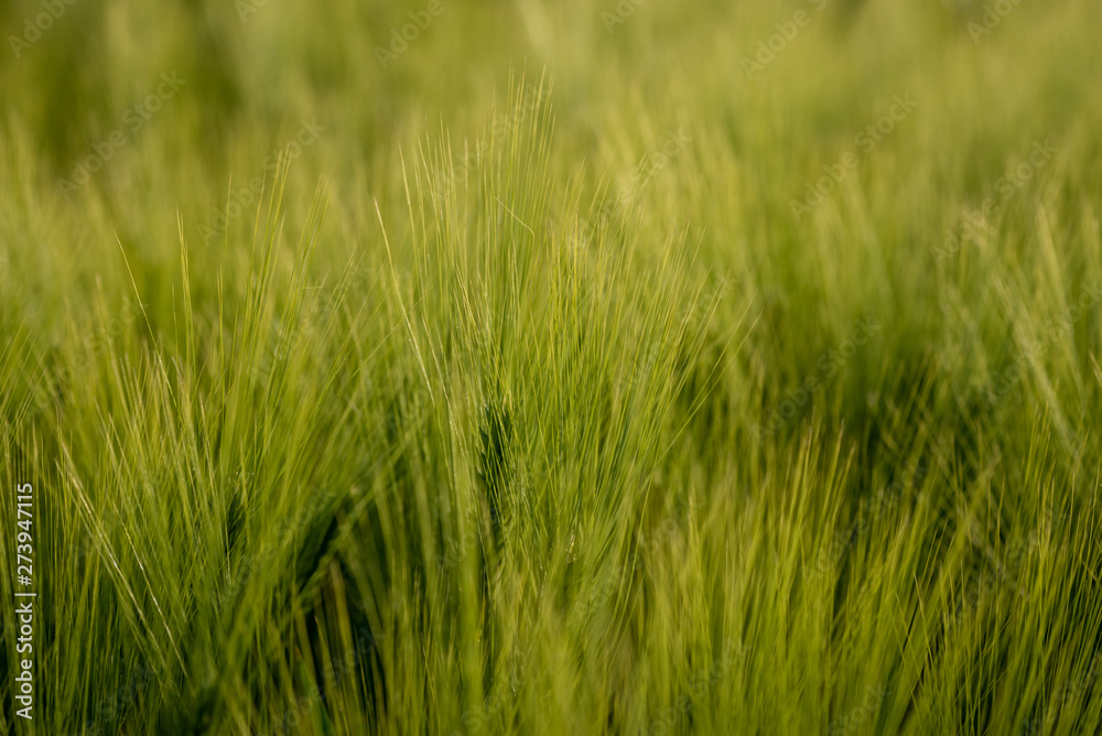 Ear of wheat in sunlight. Green wheat field Ear of wheat in sunlight. Green wheat field