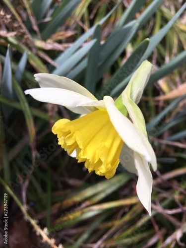 Daffodil yellow flower spring easter