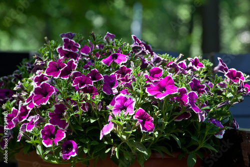 Multicolored purple white petunia flowers on a green natural background