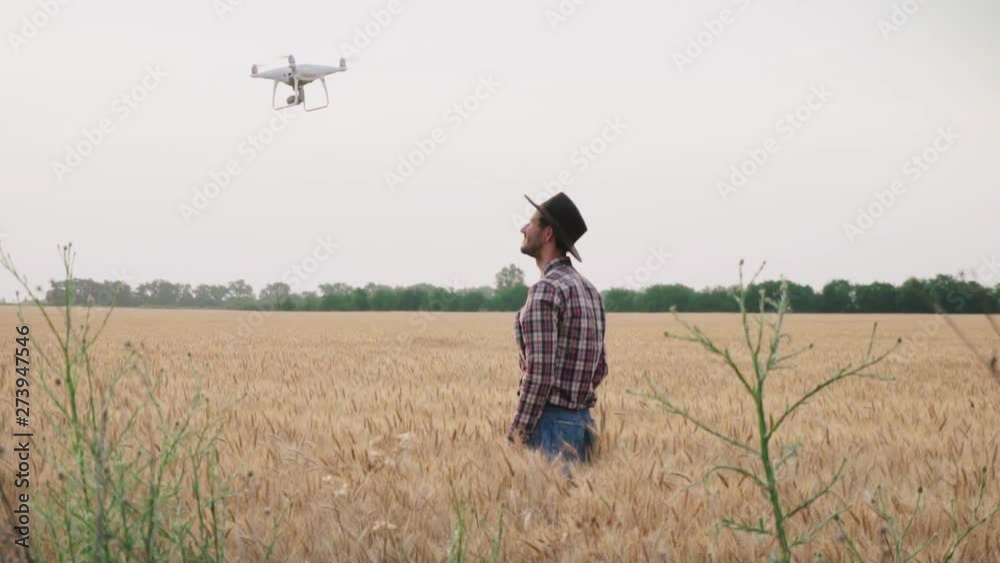 Farmer work with drone in summer wheat fields Farmer work with drone in summer wheat fields