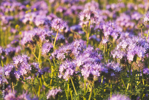 Blossoming bee pasture in the sunlight. Violet-flowering Phacelia. Meadow flowers that bloom purple and blue. Photo suitable as a wall decoration