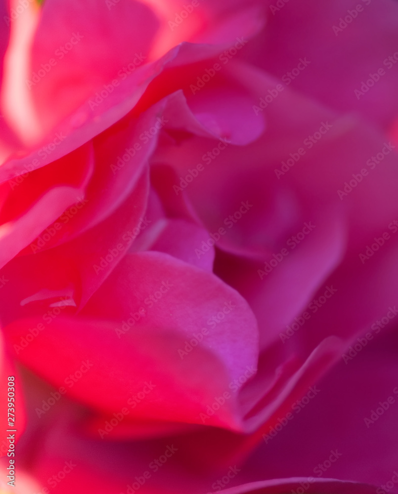 soft focus pink rose background. close up