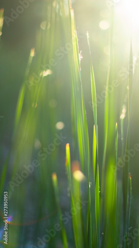 macro shot of grass in the sunlight, natural background