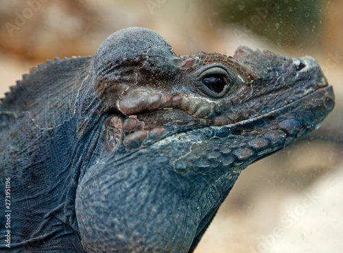 close up of big lizard