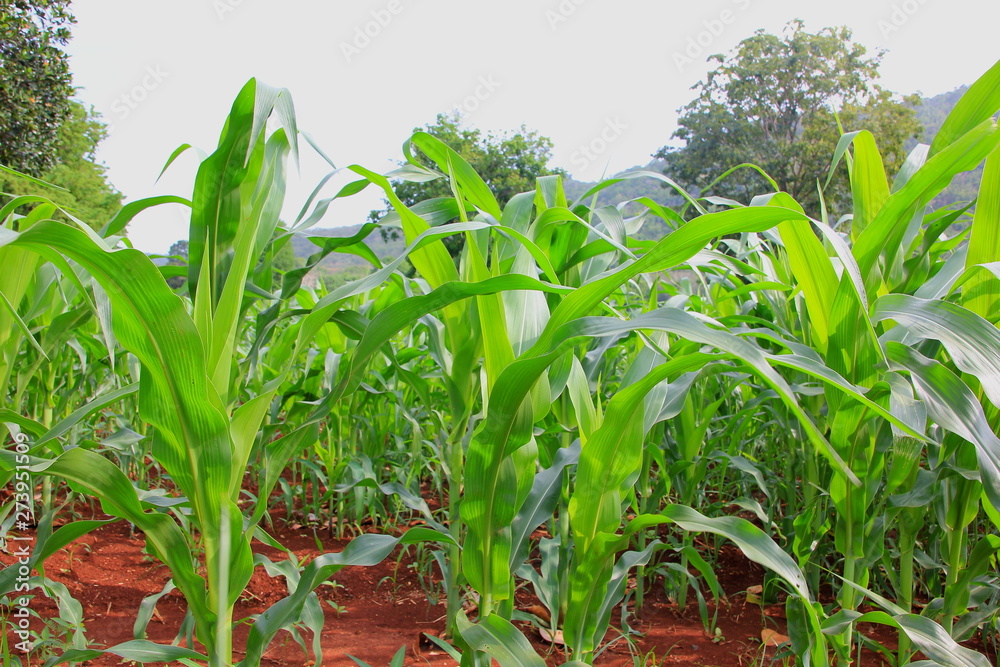 Obraz premium Close up green corn field of farm on blue sky . 
