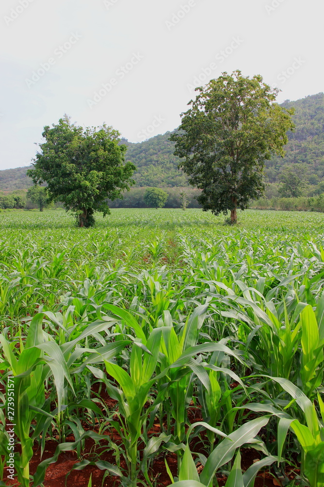 Fototapeta premium Green corn field of farm on blue sky and background on mountain sunset.