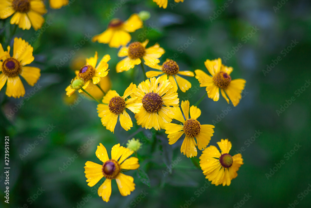 Obraz premium yellow flowers in the garden on green background
